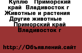 Куплю - Приморский край, Владивосток г. Животные и растения » Другие животные   . Приморский край,Владивосток г.